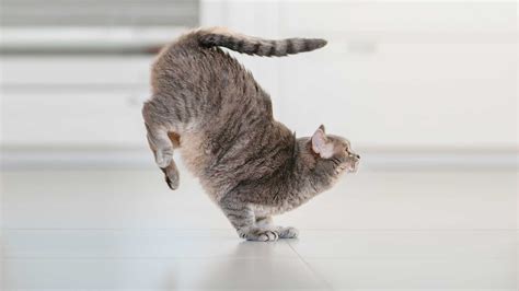 What Functions Does Practice-Management Software Perform? And Why Do Cats Always Land on Their Feet?